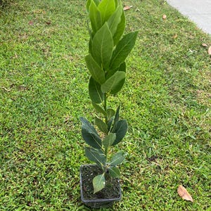 May include: A young bay laurel plant with a slender, upright green stem and numerous pointed, dark green leaves. The plant is housed in a small, square black plastic nursery pot filled with dark potting soil, showing a vertical growth habit.