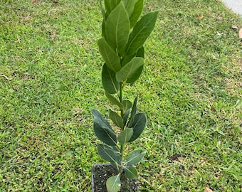 May include: A young bay laurel plant with a slender, upright green stem and numerous pointed, dark green leaves. The plant is housed in a small, square black plastic nursery pot filled with dark potting soil, showing a vertical growth habit.