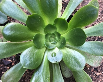 A Echeveria live plant with 4" pot. Rooted