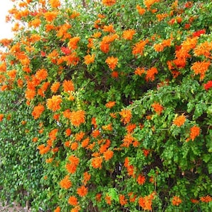 May include: A dense, sprawling shrub covered in numerous vibrant orange, tubular flowers with ruffled edges. The plant features lush, deep green foliage with small, rounded leaves that provide a thick backdrop for the abundant clusters of bright blossoms.