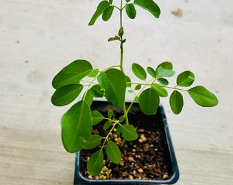 A Moringa live plants in a 4'' pot /