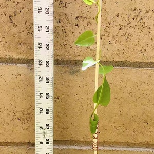 May include: A green vine plant with heart-shaped leaves growing up a wooden stick. The plant is in a brown pot and is about 18 inches tall.