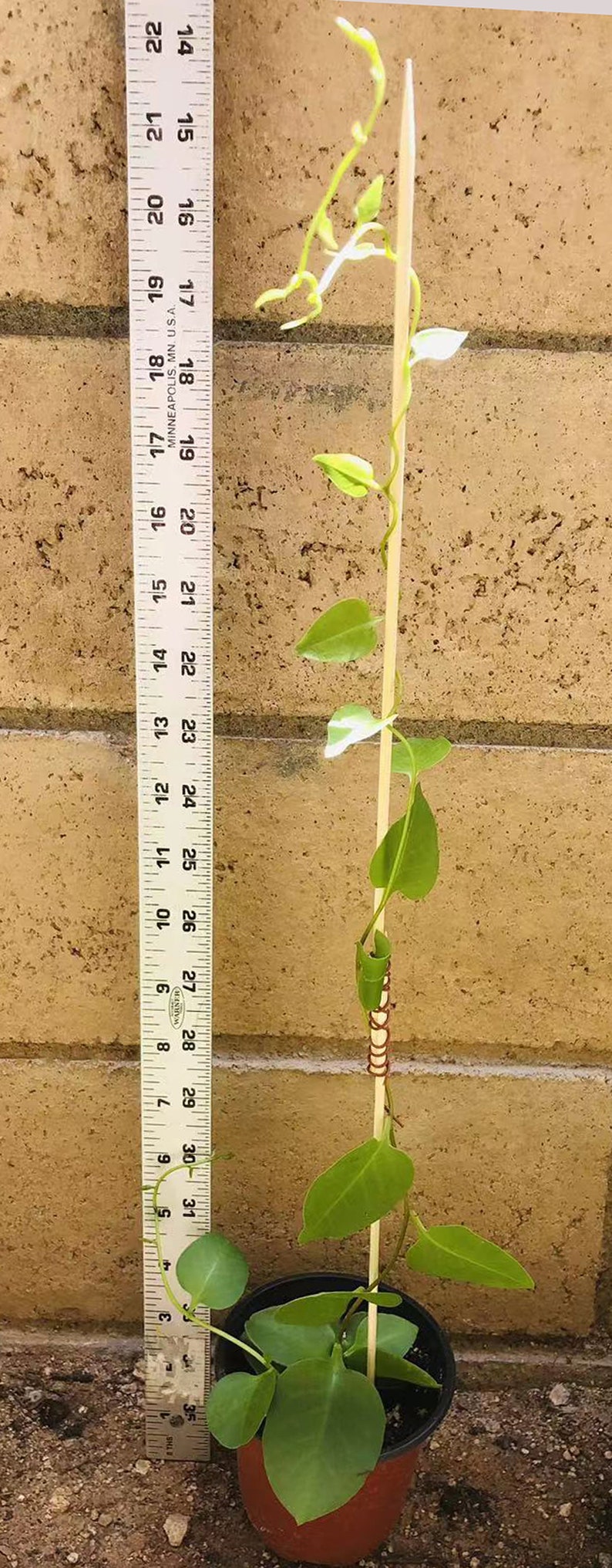 May include: A green vine plant with heart-shaped leaves growing up a wooden stick. The plant is in a brown pot and is about 18 inches tall.
