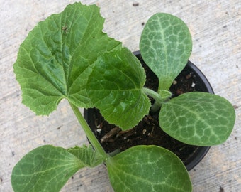 2 Zucchini live plants  in a 4”pot /Two type of Zucchini --green & yellow/ organically grown from non-GMO seed /a bush type