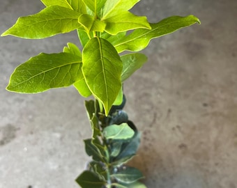 Two years bay leaf tree starter  in a 4” pot / 14- 16” high