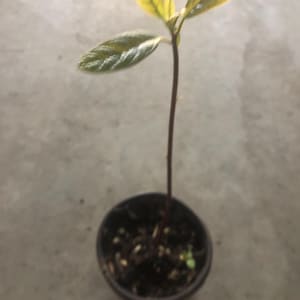 a one year Hass avocado  live fruit plant in a 4'' pot /Hass/ Persea americana