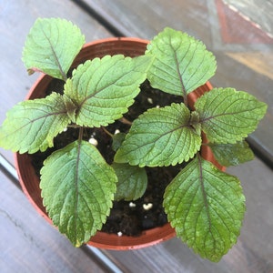 2 Perilla live Plant in a 4" pot ,Perilla frutescens  Vietnamese Shiso Perilla  Zi Su(紫苏）  Herbal Plant