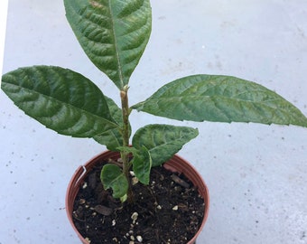 A one year Loquat live tree 6-12” tall , Large fruit