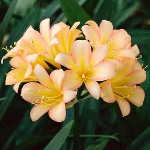 May include: Close-up of a cluster of Clivia flowers. The flowers have a star-like shape with soft peach-colored petals that transition to a bright yellow center. The background is a dark green, creating a contrast with the flowers.