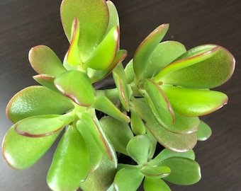 home depot jade plant Jade Succulent for Sale | Buy Jade Plant main image 0
