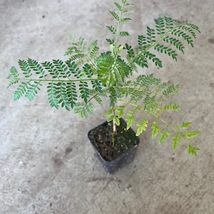 A live  blue Jacaranda seeding starter  in a 4” pot / 8”- 10” high