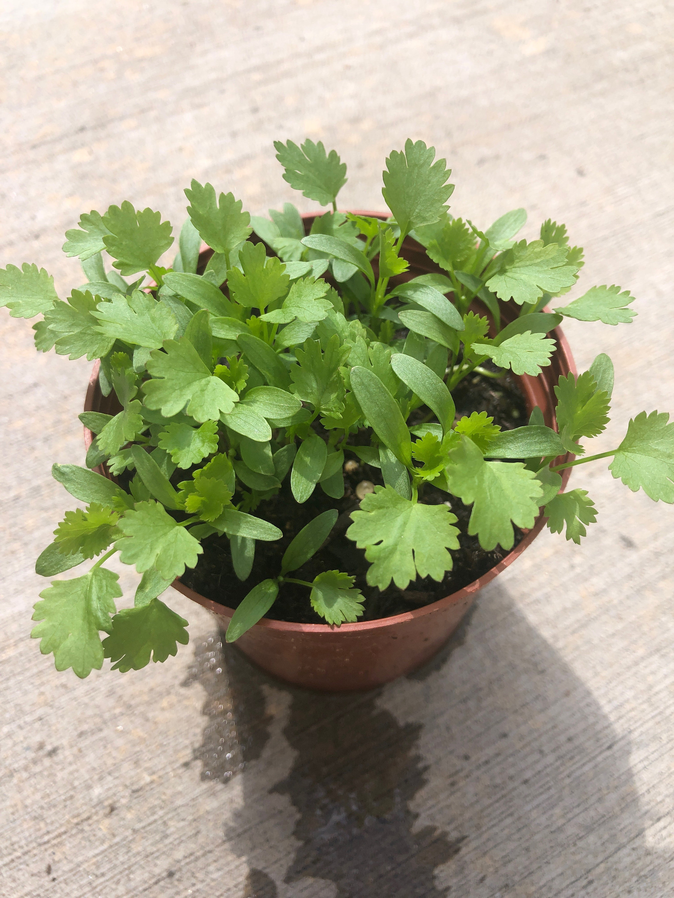persian buttercup plant Tecolote Ranunculus Bulbs Mix, Persian Buttercups Bulbs