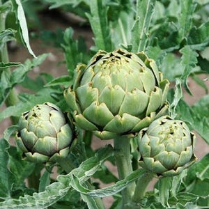 2 Green Globe Artichoke live plant in a 4 pot /Non-GMO /Organic growth