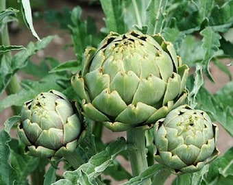 2 Green Globe Artichoke live plant in a 4 pot /Non-GMO /Organic growth