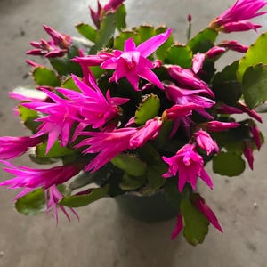 May include: A potted pink Christmas cactus plant with multiple blooms in full bloom.