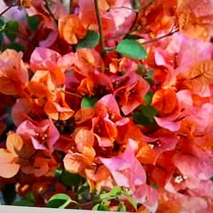 Bougainvillea live plants /different colors in a 4” pots