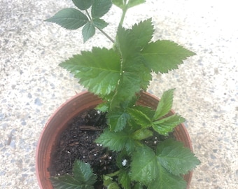 May include: A small green plant with multiple leaves growing in a brown pot. The plant is in the center of the image and the pot is on a gray concrete surface.