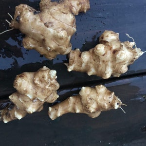 May include: Four knobbly, light brown sunchokes, also known as Jerusalem artichokes, are arranged on a dark wooden surface. The sunchokes have a rough, textured surface and are slightly wet.