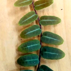 Marcgravia umbellata Rooted/cutting/Three options(smaller, Middle,Larger)