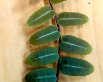 Marcgravia umbellata Rooted/cutting/Three options(smaller, Middle,Larger)