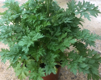 more than 8 MUGWORT small live plant in 4'' pot and Dried Herbal Artemisia Argyi, Silvery Wormwood 艾草(ai cao)   Organic Medicinal Herb