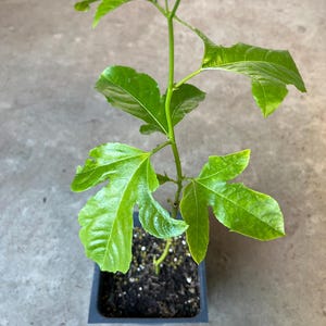 A purple passion fruit live plant in a 4&#39;&#39; pot /from cuttings