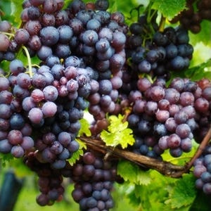 Puede incluir: Primer plano de uvas moradas maduras colgando de una vid. Las uvas están agrupadas, con un ligero brillo, y rodeadas de hojas verdes. La imagen está bien iluminada, mostrando la textura y el color de la fruta.