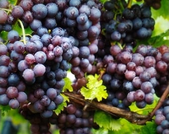Midgelyee Seedless Grape Live Plant | Fruit Tree (1 Gallon Pot)