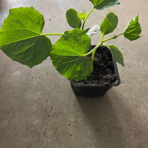 A Live Cucumber Plant in a 4 Pots/janpenese Cucumber / Lemon Cucumber  /organic Growth None GMO - Etsy