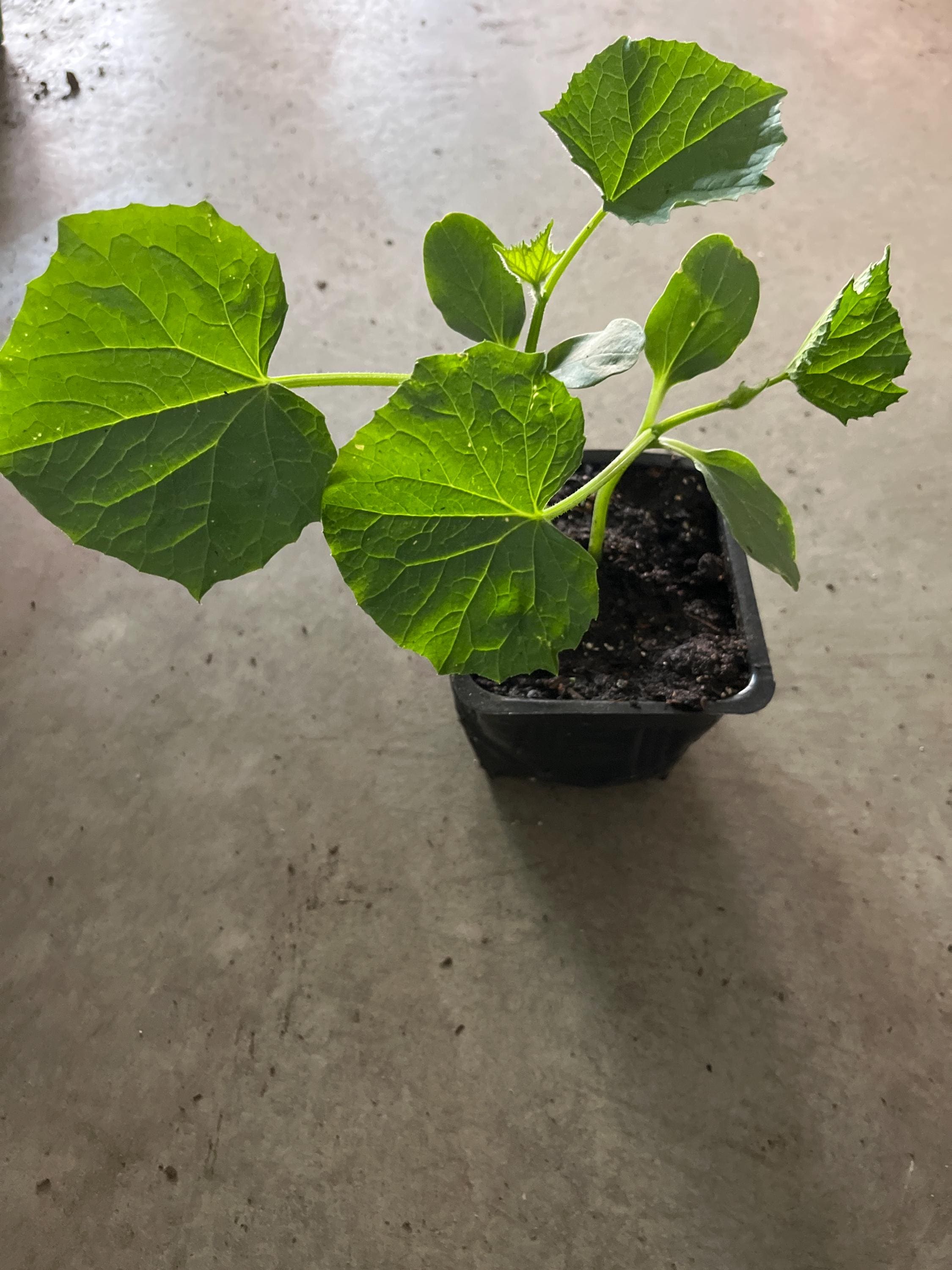 money plant to buy Money Tree Plant with Planter - Small (12
