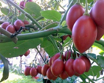 Tomatillo tree live  plant in a one gallon pot. Organic growth