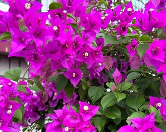 Bougainvillea live plants in a 4” pots /Flowers in different colors/