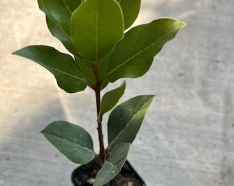 A laurus nobilis Saratoga live tree in a 3’’ pot/ 8”-10”high
