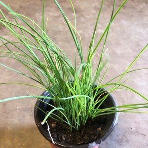 May include: A potted plant with long, green, grass-like leaves. The plant is in a black plastic pot with a brown rim.