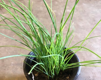 Garlic Chive Plants, Brown Root Variety, 4" Pot