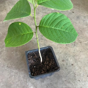 Árbol de chirimoya de un año/plántula/chirimoya/fruta de la natilla/fruta del helado/Anona cherimola/vive en una maceta de 4&#39;&#39;/8”-10”” de alto