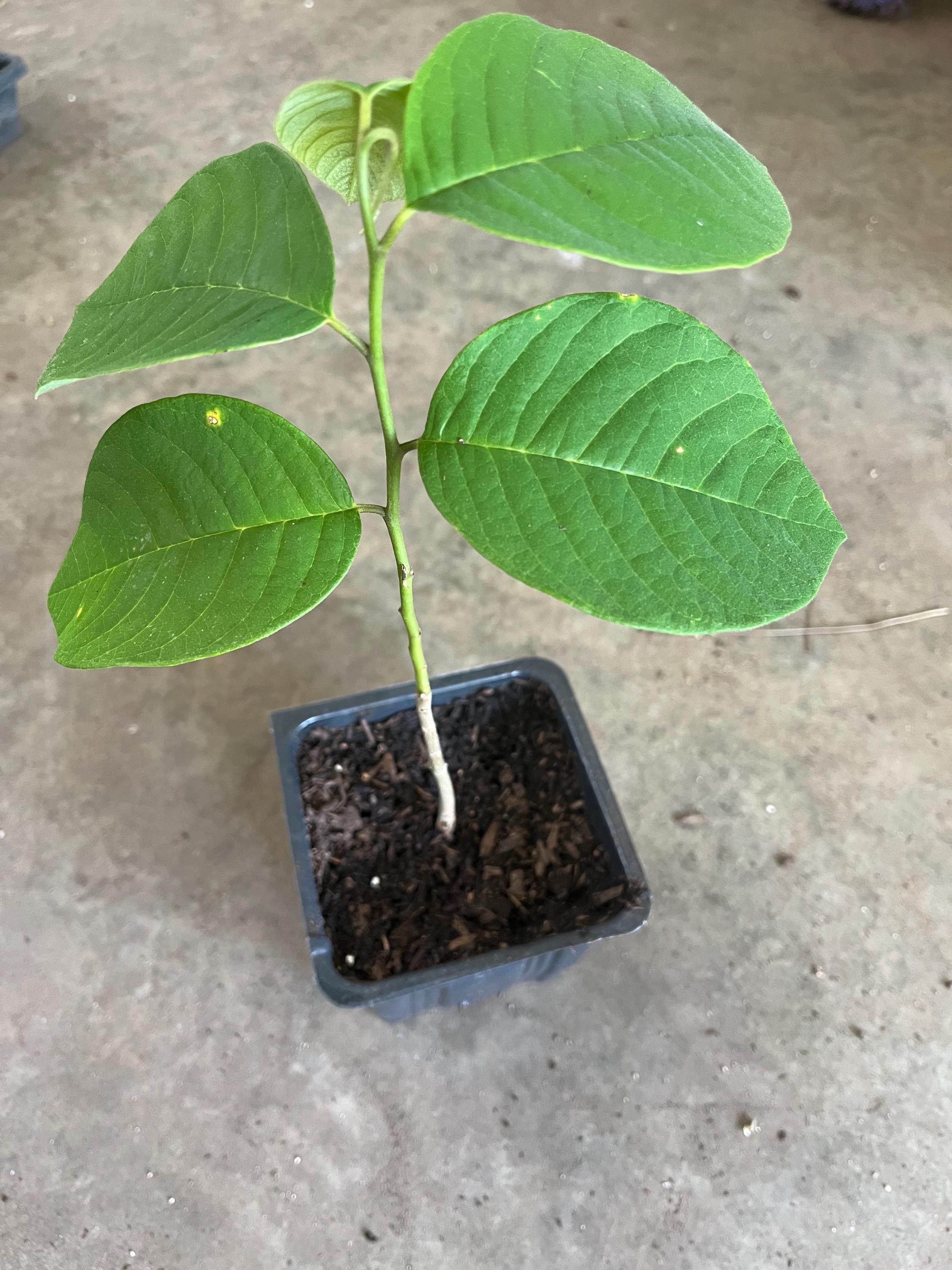 Cherimoya Tree Seedling, Custard Apple Plant (8-10'' High With Pot ) - Etsy  Israel
