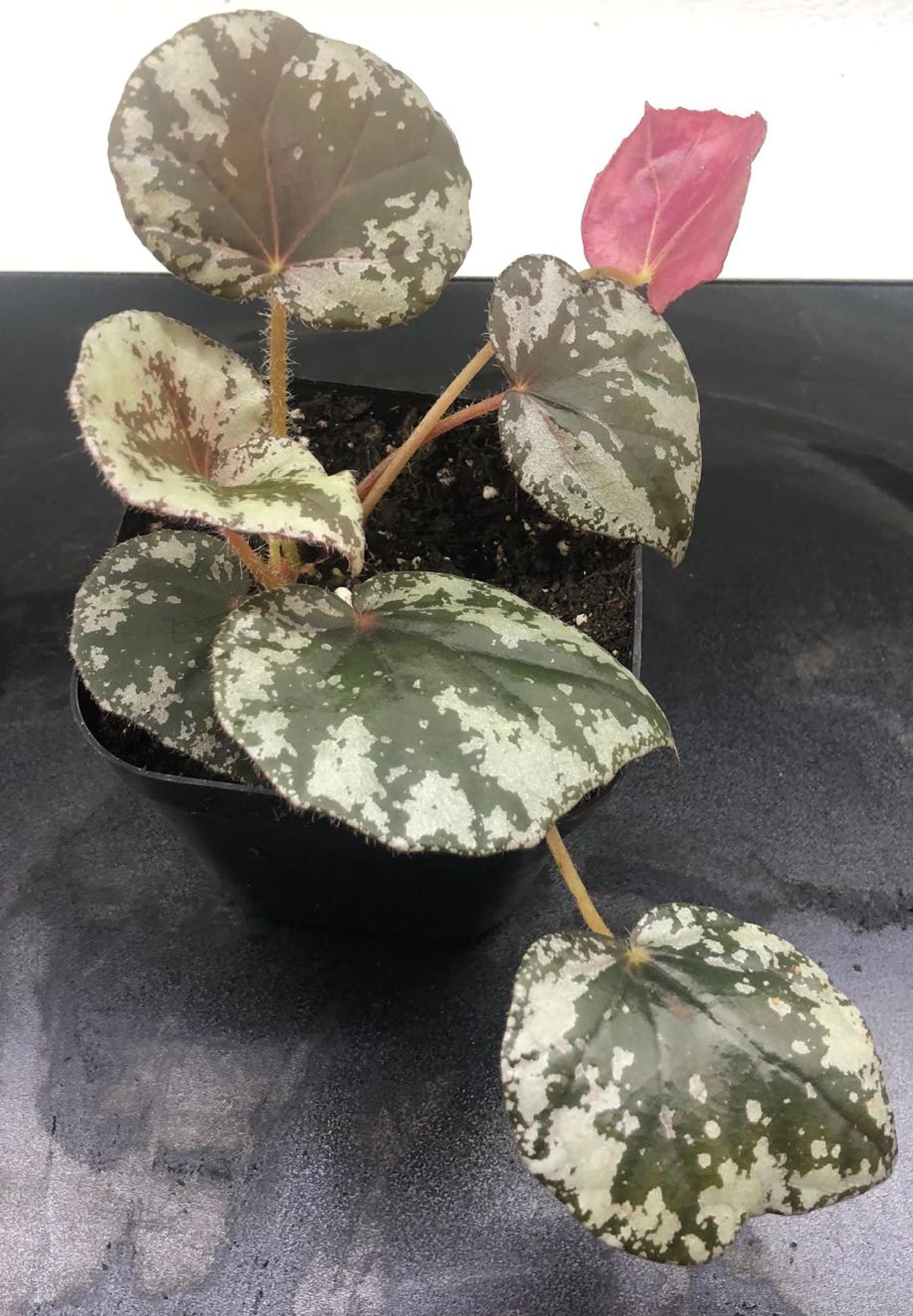 Begonia Nigritarum, Large Terrarium Plant in 4