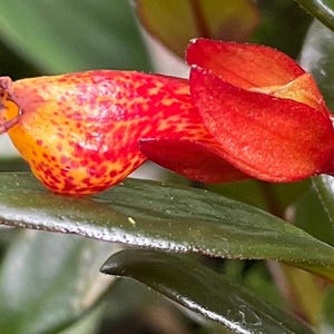 May include: Close-up of a vibrant orange and red flower with speckled patterns, set against a backdrop of green leaves. The flower's petals are a deep red, while the body is a mix of orange and red spots. The image highlights the flower's unique texture and color.