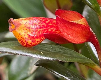 Goldfish Plant -Shady Lady Mae  in a 4” pot,  Tropical Houseplant