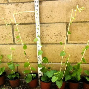 May include: Eight small potted plants with green leaves growing up a thin wooden stick. The plants are in brown pots and are growing against a brick wall. A ruler is visible on the right side of the image.