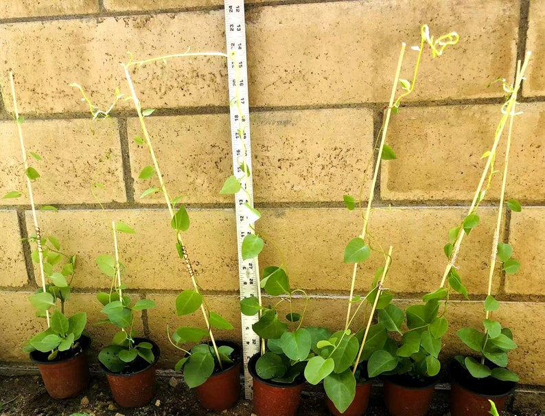 May include: Eight small potted plants with green leaves growing up a thin wooden stick. The plants are in brown pots and are growing against a brick wall. A ruler is visible on the right side of the image.