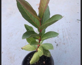 one year Guava Tree in a 4” pot /