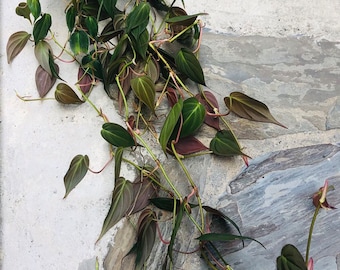 Philodendron Micans live plant/cutting