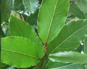 A bay leaf tree starter  in a 3” pot / 8”- 10” high