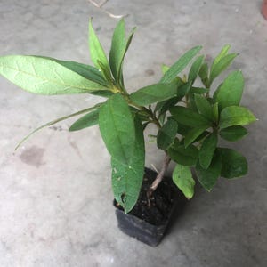 Eine Azalee Pflanze im 3er Topf/ Azalea indica “ Alaska” / Azalea indica “ roter Vogel “/ Azalea Formosa