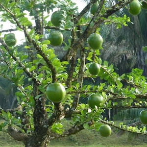 May include: A calabash tree with a dark, textured trunk and branches laden with numerous smooth, round, green fruits. The tree features small, vibrant green leaves scattered throughout its canopy, with the fruits hanging individually from the branches.