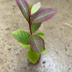 one year Guava( red inside)Tree 8”around - in a 4” pot /