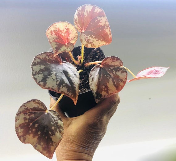 Begonia Nigritarum, Large Terrarium Plant in 4