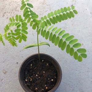 A live red flamboyant seeding starter  in a 4” pot / 8”- 10” high